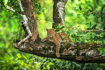 Leopard on a tree