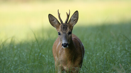 Sarna (Capreolus) © Harald