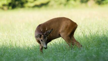 Sarna (Capreolus) © Harald