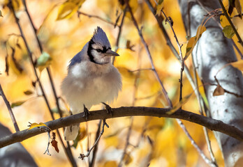 A Blue Jay ruffling its feathers on a chilly day while perched on a branch in the Fall Season.
