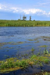Rozkwit przyrody na rozlewiskach Biebrzy w Goniądzu. Biebrzański Park Narodowy 3 miesiące po pożarze © Albin Marciniak