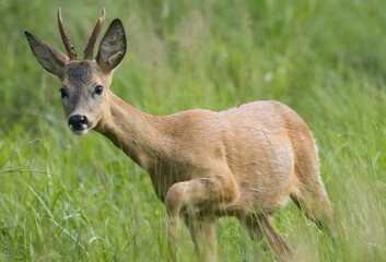 Roe deer (Capreolus)
in the meadow in the morning