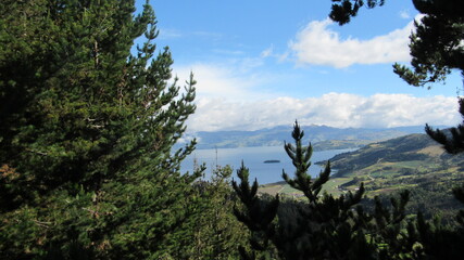 trees in the mountains
