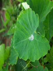 Beautiful water droplet on fresh green taro leaves after rain