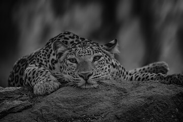 Sleeping leopard