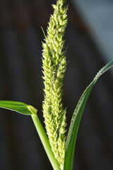 In the field, as weeds grow Echinochloa crus-galli