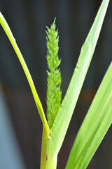 In the field, as weeds grow Echinochloa crus-galli