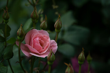beautiful wildflowers on a green background with insects