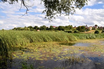 Rozkwit przyrody na rozlewiskach Biebrzy w Goniądzu. Biebrzański Park Narodowy 3 miesiące po pożarze © Albin Marciniak