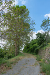 Old road surrounded by vegetation