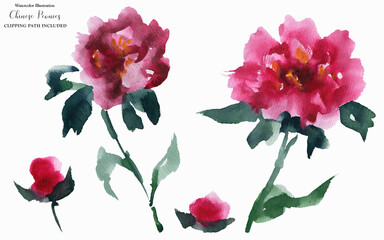 Chinese Peony Pink Flowers
