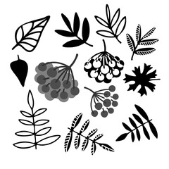 Isolated black and white vector design of forest leaves and berries