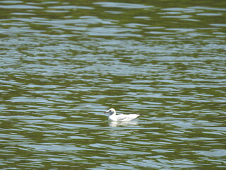 mouette