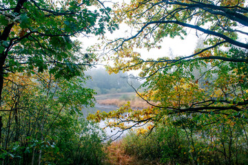Fototapeta na wymiar Beautiful morning in the misty autumn forest with sunrise.