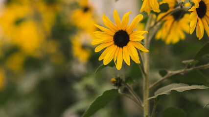 Pretty sunflower