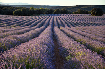 un precioso campo de lavanda