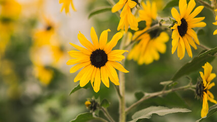 Pretty sunflower 