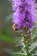 a bee collects pollen on a purple flower