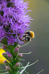 a bee collects pollen on a purple flower