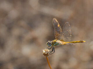 Yellow Dragonfly in their natural environment.