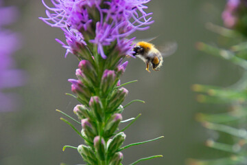 a bee collects pollen on a purple flower