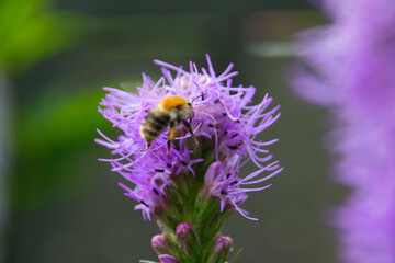 a bee collects pollen on a purple flower
