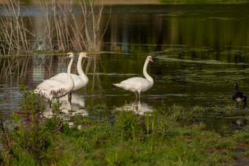 Mute swan standing in shallow water.