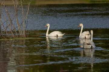 Mute swan standing in shallow water.