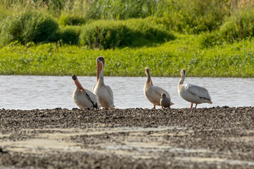 Flock of American white pelicans on the shore of the lake.