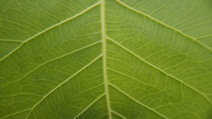 green leaf texture