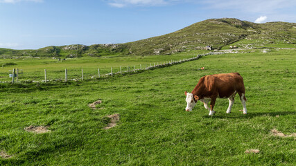 Fototapeta na wymiar Brown cows in the field on sunny day.