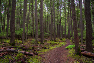 Glacier National Park trails through the forest.