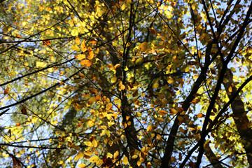 Fototapeta premium autumn leaves in the sun