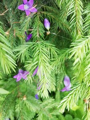 Christmas tree in flowers