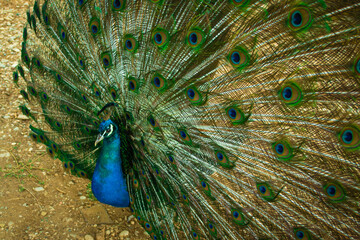Obraz premium Close up of a beautiful Indian male peacock bird showing his colorful feather tail.