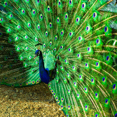 Obraz premium Close up of a beautiful Indian male peacock bird showing his colorful feather tail.