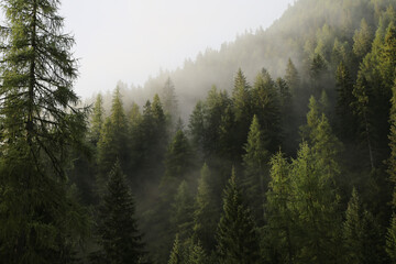 Foggy Pine forest