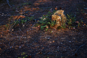 sunset in the forest bokeh background countryside 