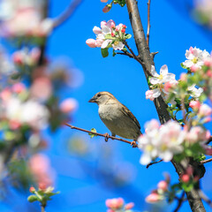 blue tit on branch