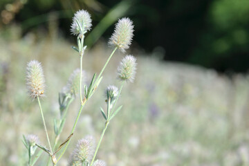 Fluffy flowers of field Clover Trifolium arvensearvensis herba. Bokeh, blur. Background from flowering plants.