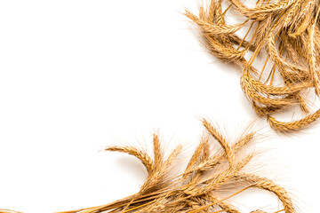 Grains isolated. Whole, barley, harvest wheat sprouts. Wheat grain ear or rye spike plant isolated...