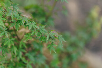 close up of green grass