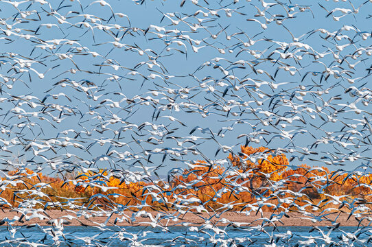Snow Geese Blast off Bosque del Apache New Mexico 