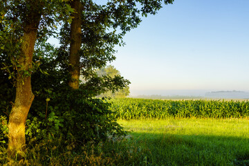 Letni poranek z mgłami w Dolinie Narwi,Podlasie ,Polska © podlaski49