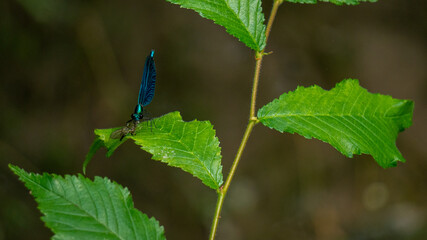 Multiple damselfly / dragonffy (beautiful demoiselle / Calopteryx virgo) sitting on a leav near a...