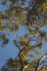 trees in autumn