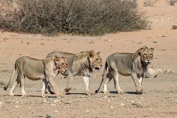 Lions