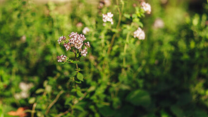 small flowers