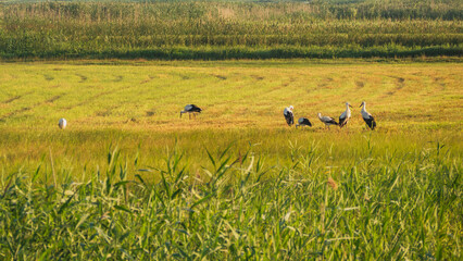 Storks on the green field. Polish idyllic village.