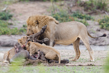 Lions